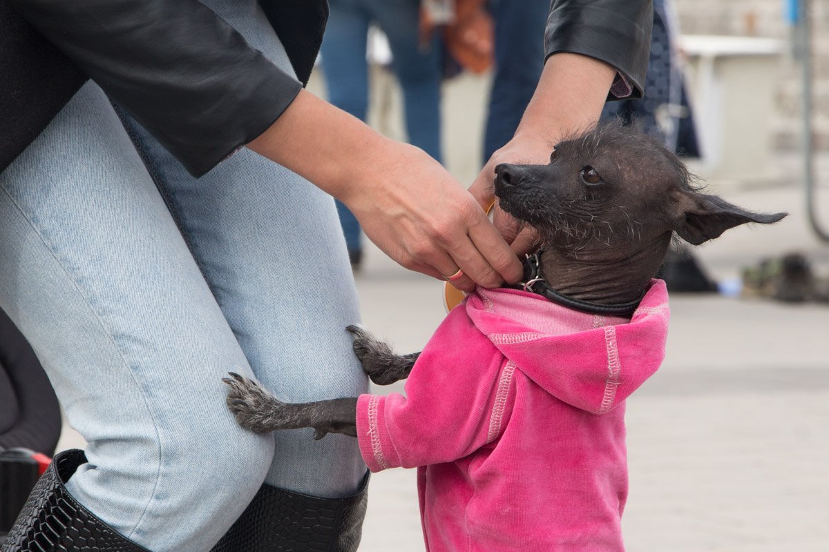 Протестанты, жатва и угощения: в Днепре впервые отметили День благодарения 8