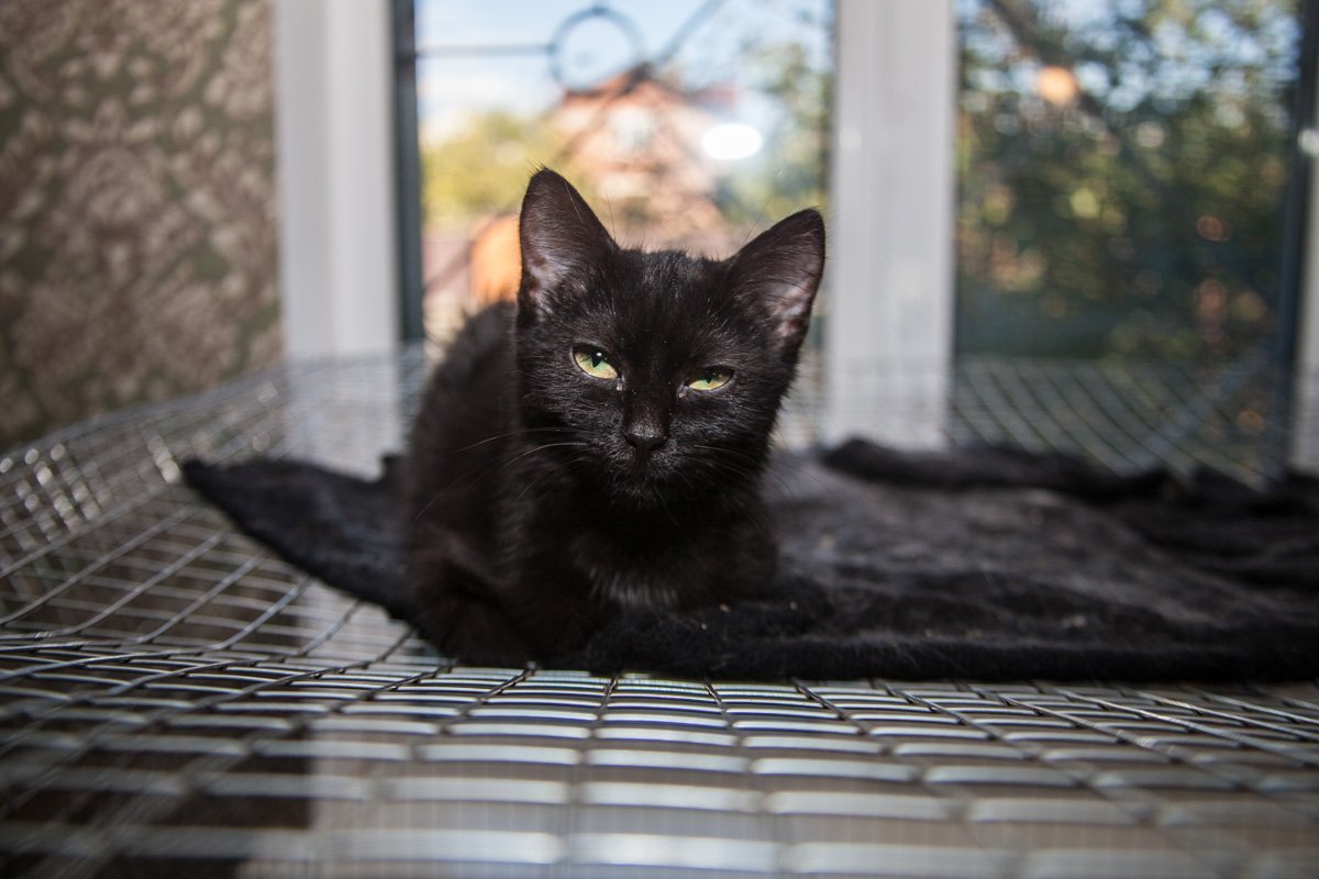 Они тоже хотят в семью: как в приюте Днепра живут брошенные животные 1