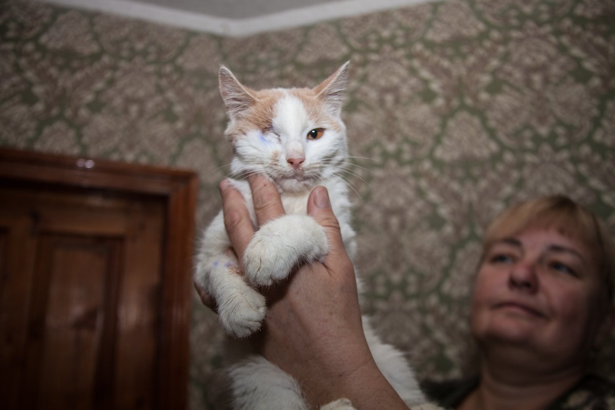 Они тоже хотят в семью: как в приюте Днепра живут брошенные животные 2