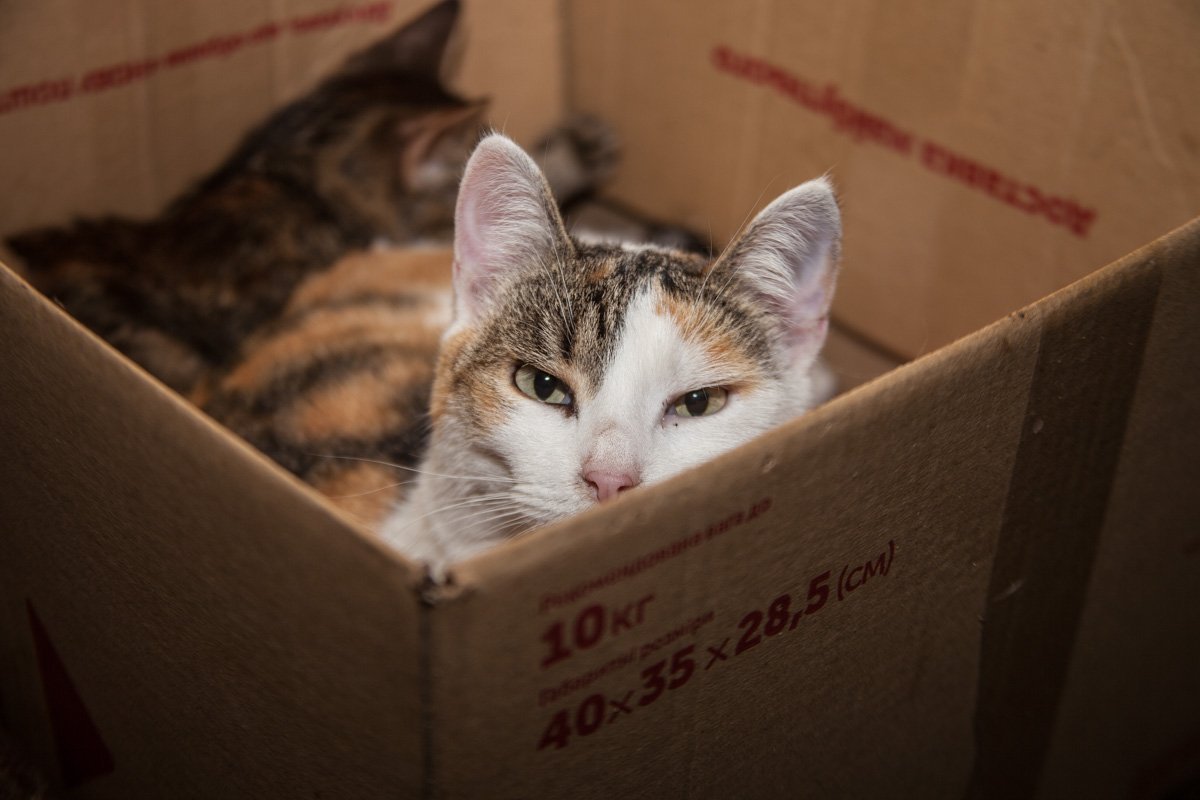 Они тоже хотят в семью: как в приюте Днепра живут брошенные животные 3