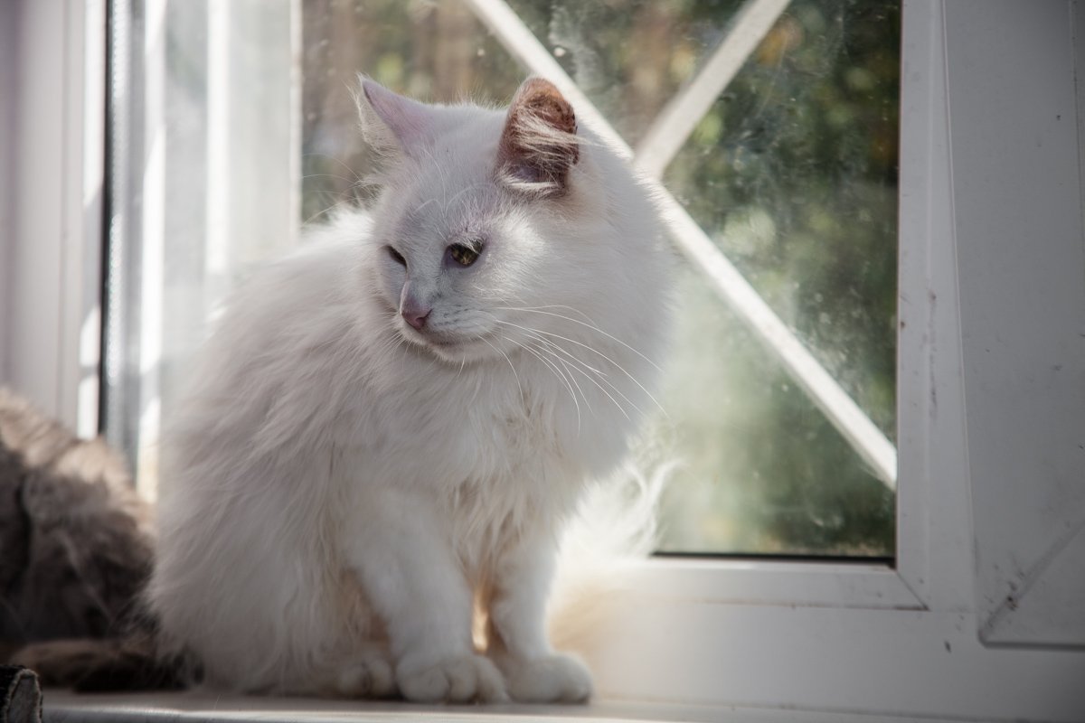 Они тоже хотят в семью: как в приюте Днепра живут брошенные животные 4