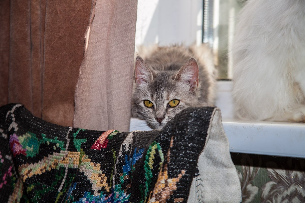 Они тоже хотят в семью: как в приюте Днепра живут брошенные животные 5