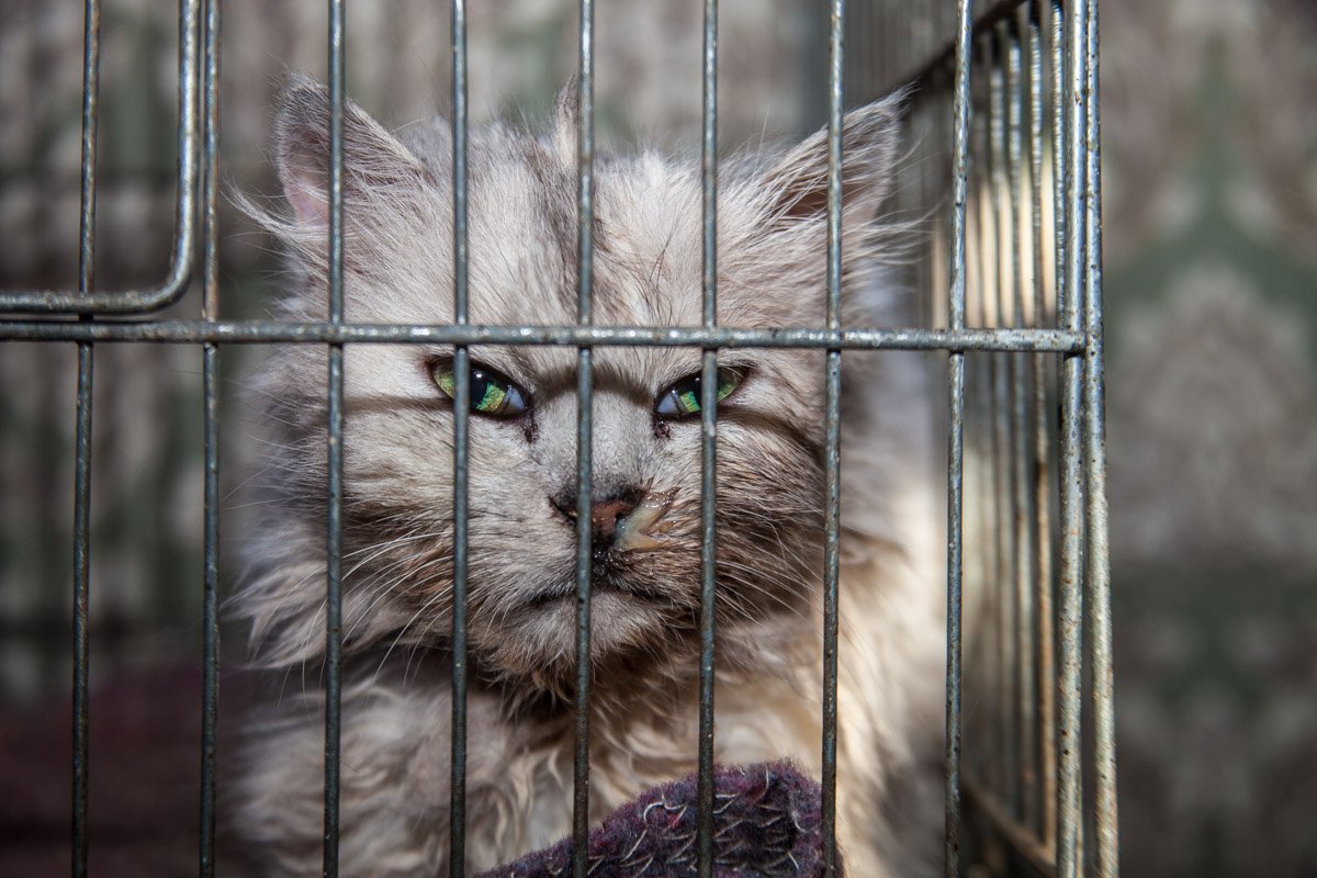 Они тоже хотят в семью: как в приюте Днепра живут брошенные животные 6