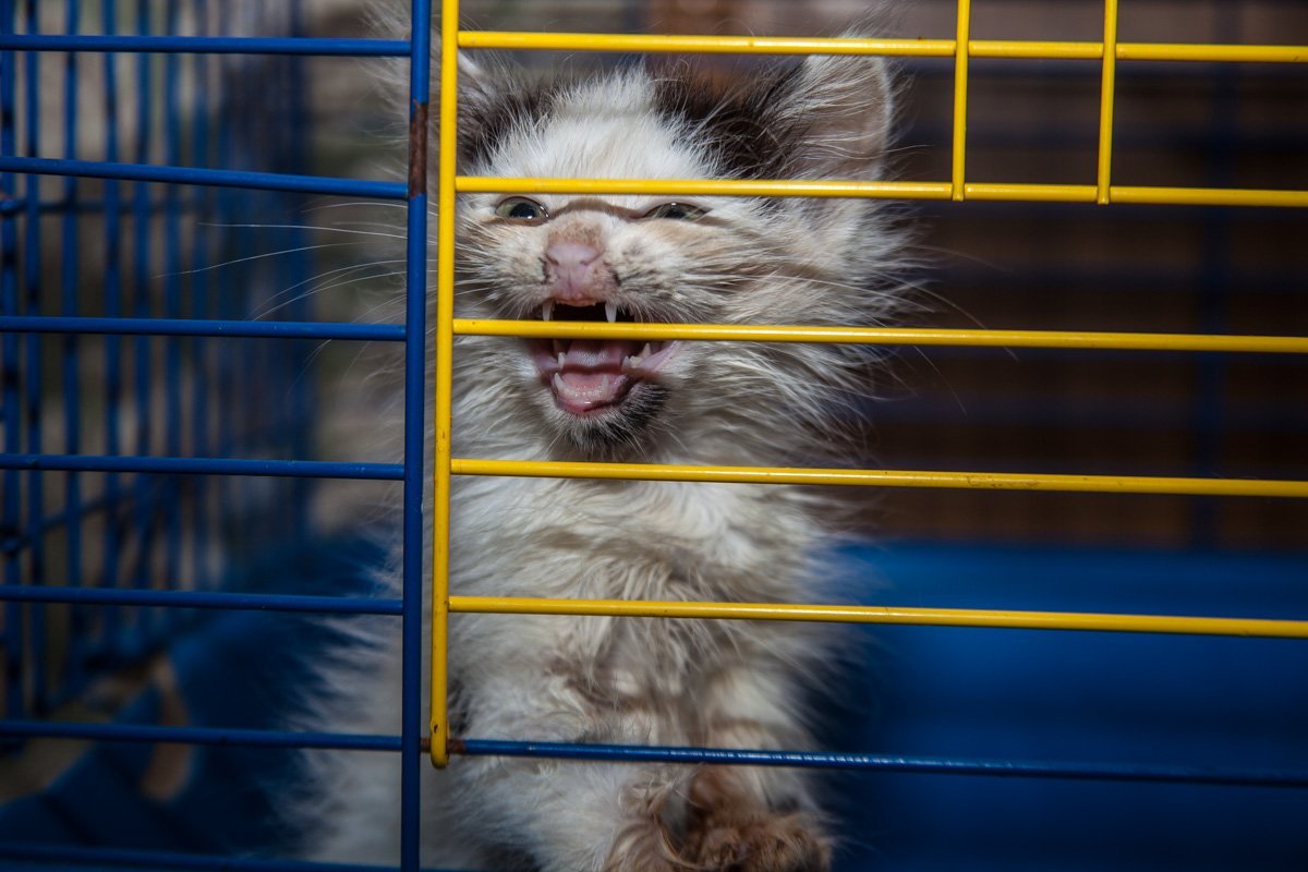 Они тоже хотят в семью: как в приюте Днепра живут брошенные животные 7