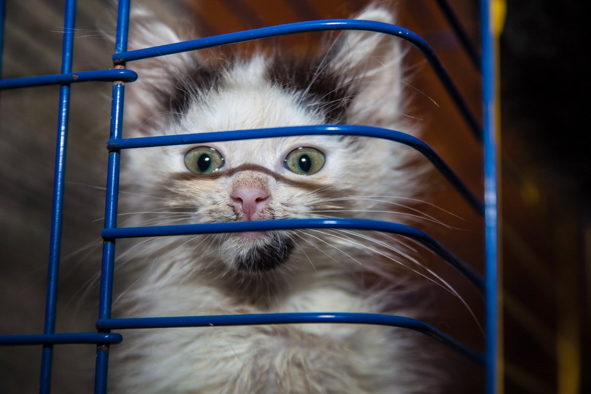 Они тоже хотят в семью: как в приюте Днепра живут брошенные животные 8