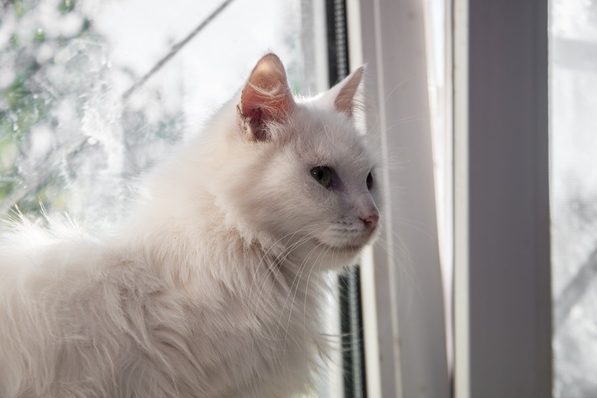 Они тоже хотят в семью: как в приюте Днепра живут брошенные животные 9