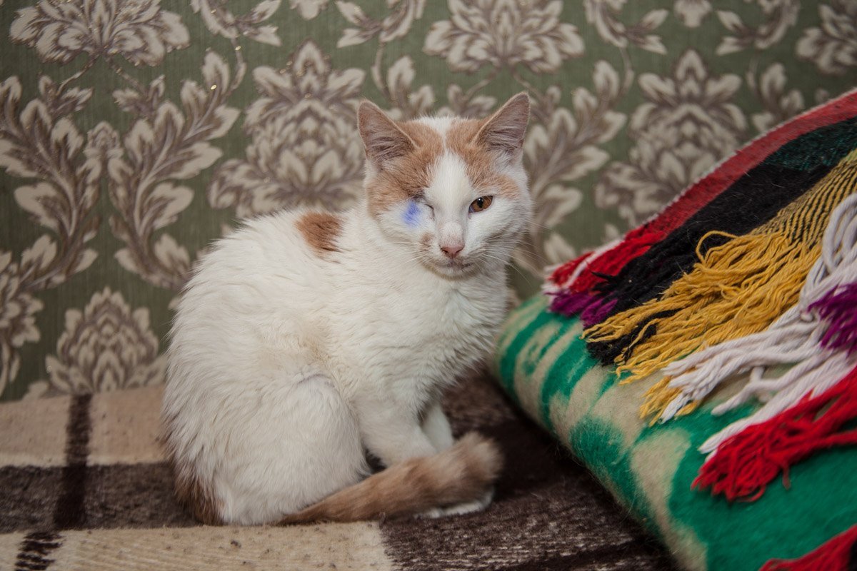 Они тоже хотят в семью: как в приюте Днепра живут брошенные животные 10