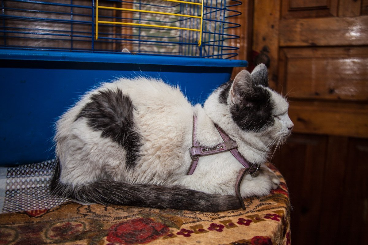 Они тоже хотят в семью: как в приюте Днепра живут брошенные животные 11