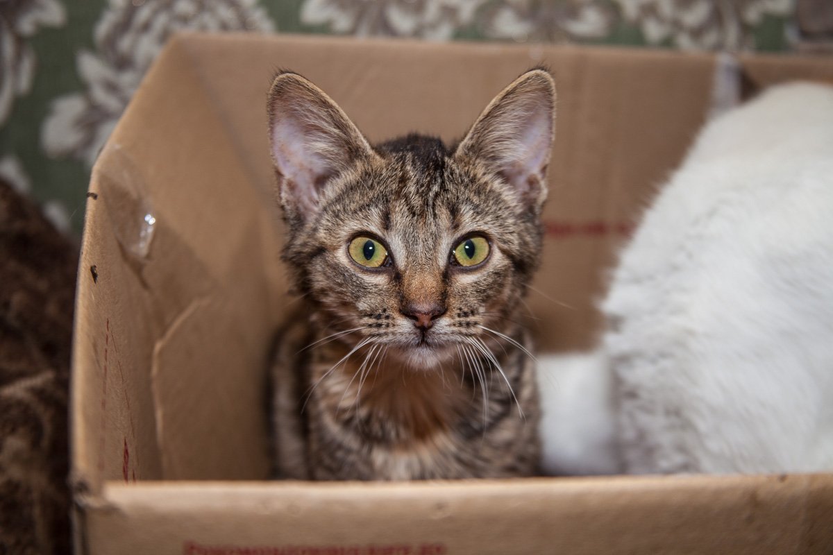 Они тоже хотят в семью: как в приюте Днепра живут брошенные животные 12