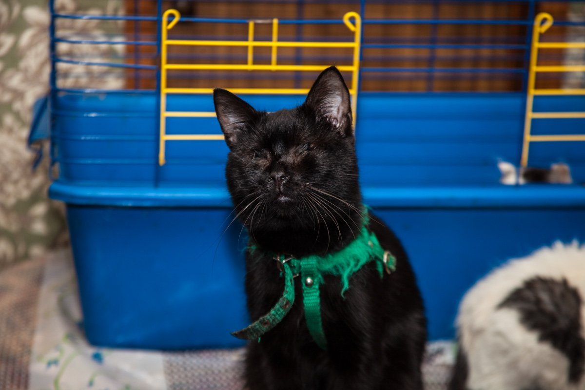 Они тоже хотят в семью: как в приюте Днепра живут брошенные животные 13