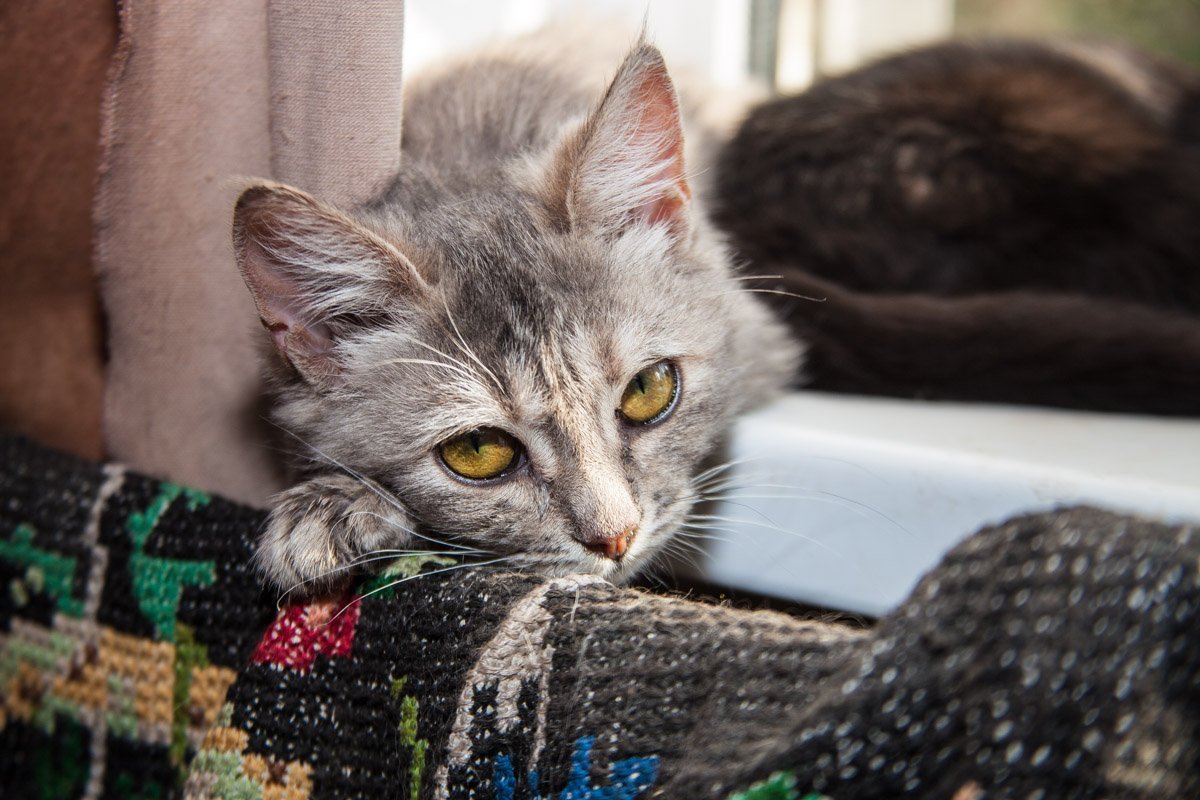 Они тоже хотят в семью: как в приюте Днепра живут брошенные животные 14