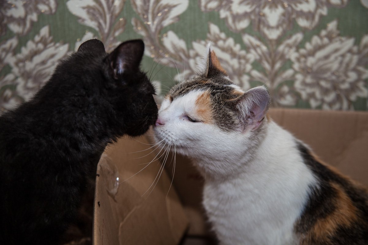 Они тоже хотят в семью: как в приюте Днепра живут брошенные животные 15