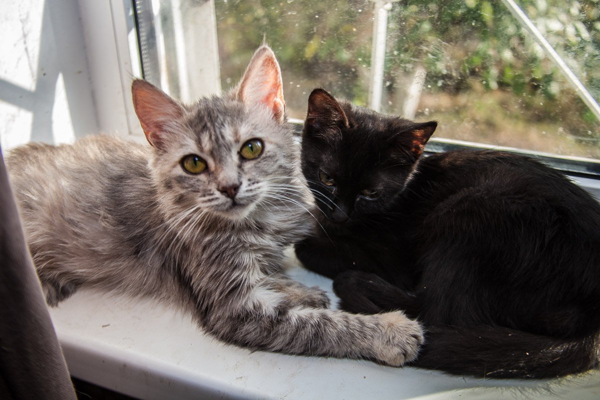 Они тоже хотят в семью: как в приюте Днепра живут брошенные животные 16