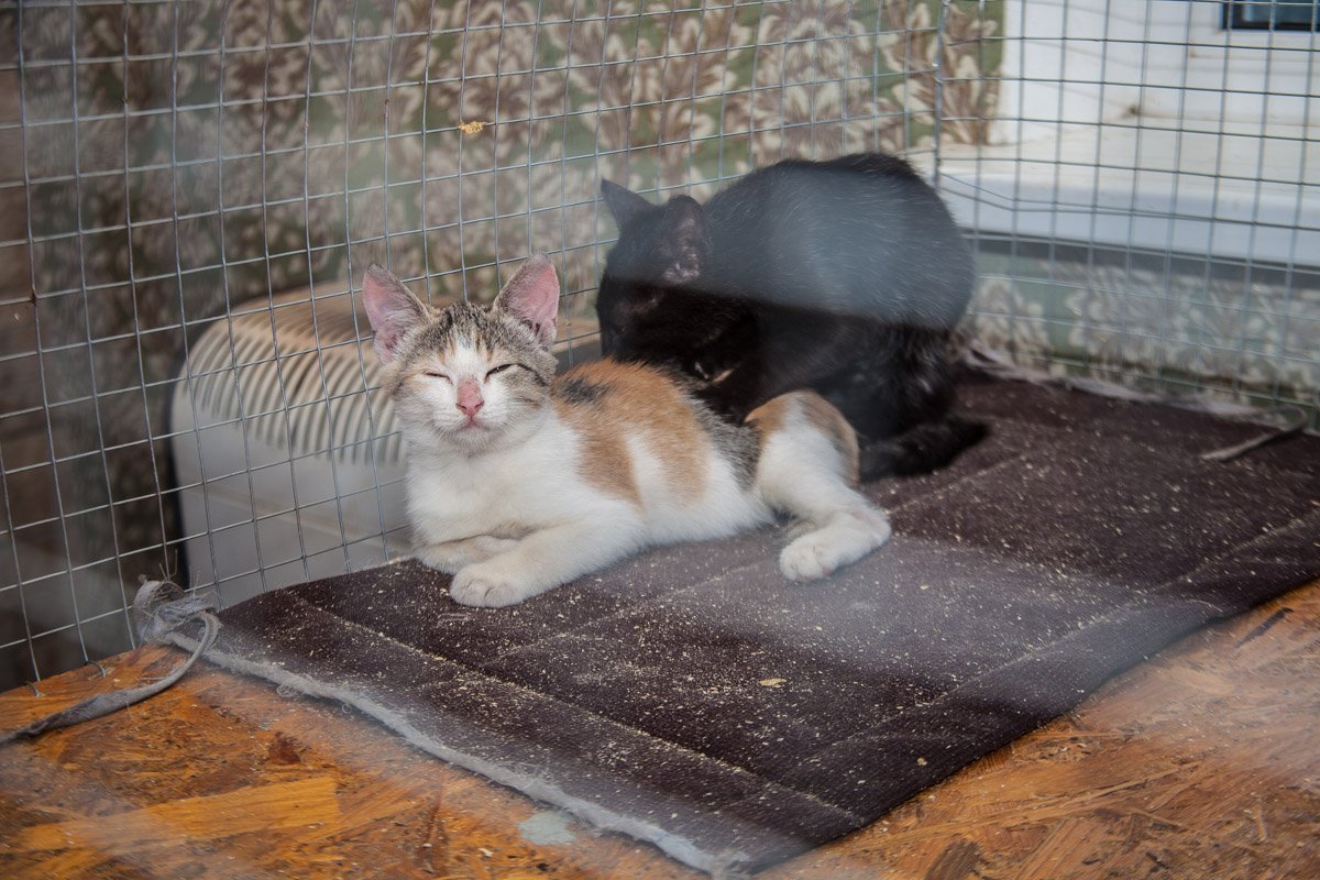 Они тоже хотят в семью: как в приюте Днепра живут брошенные животные 17