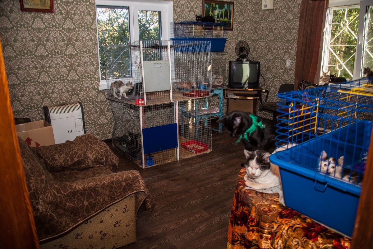 Они тоже хотят в семью: как в приюте Днепра живут брошенные животные 18