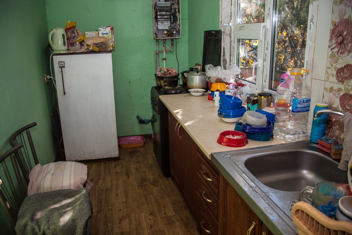 Они тоже хотят в семью: как в приюте Днепра живут брошенные животные 19