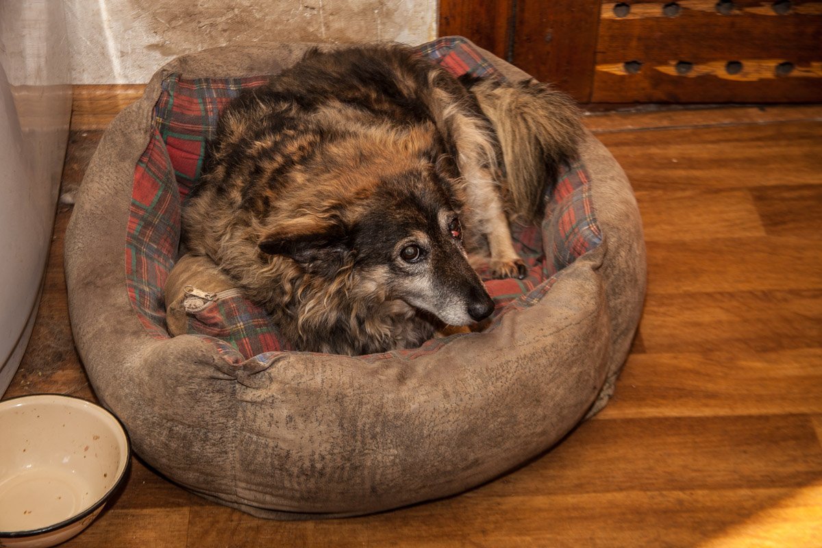 Они тоже хотят в семью: как в приюте Днепра живут брошенные животные 20