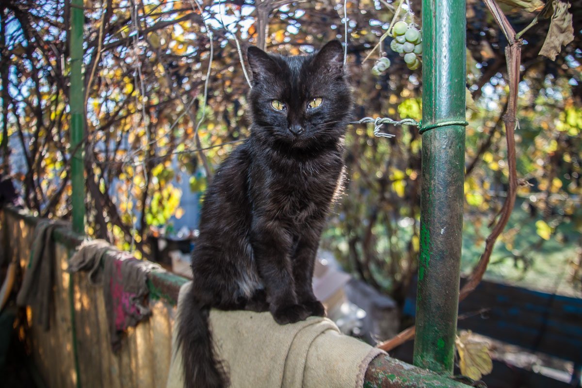 Они тоже хотят в семью: как в приюте Днепра живут брошенные животные 22
