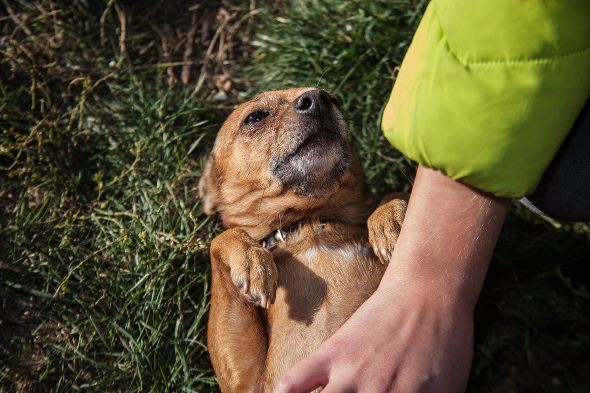Они тоже хотят в семью: как в приюте Днепра живут брошенные животные 23