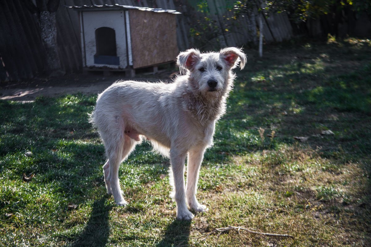 Они тоже хотят в семью: как в приюте Днепра живут брошенные животные 24