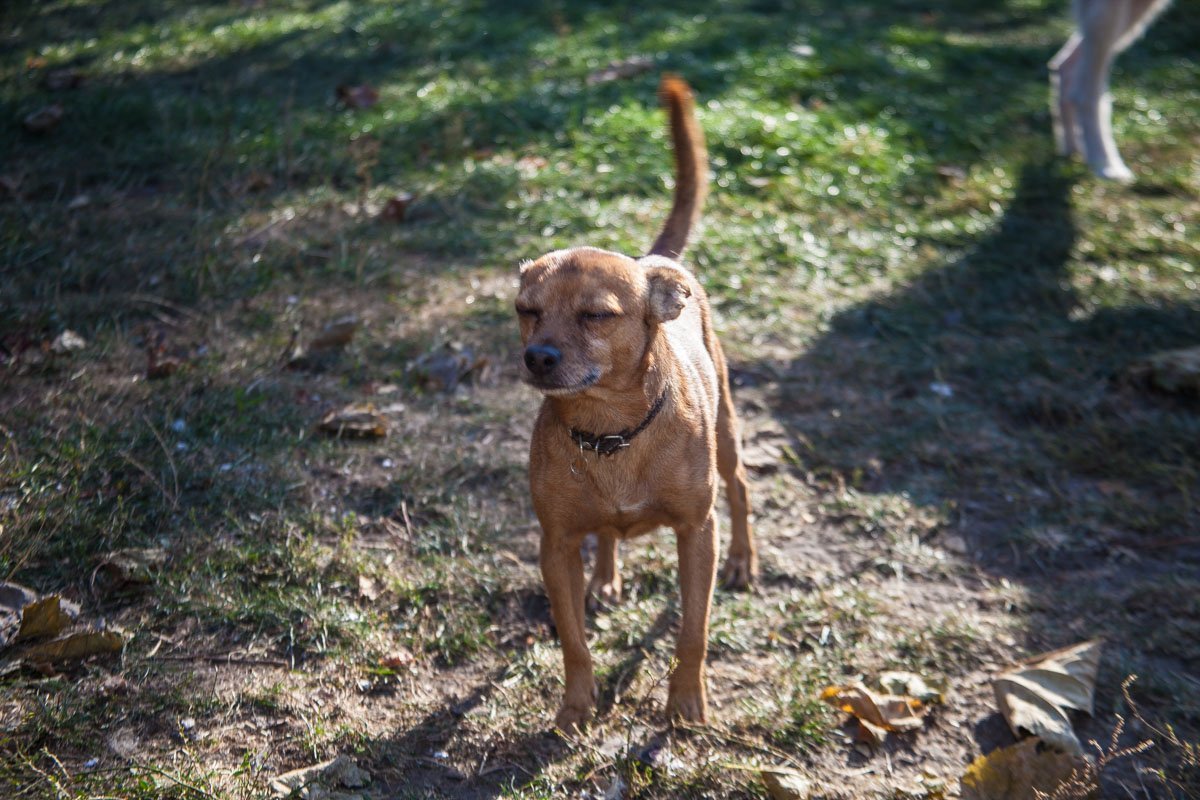 Они тоже хотят в семью: как в приюте Днепра живут брошенные животные 25