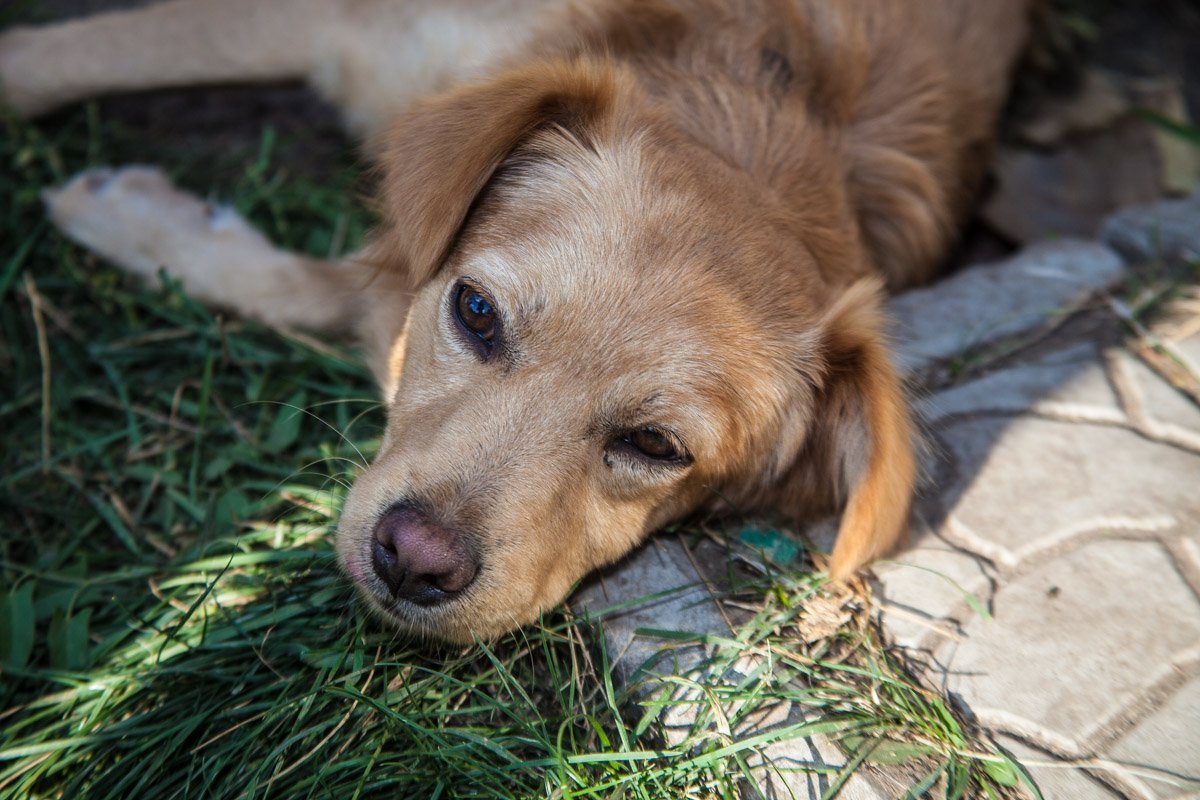 Они тоже хотят в семью: как в приюте Днепра живут брошенные животные 26