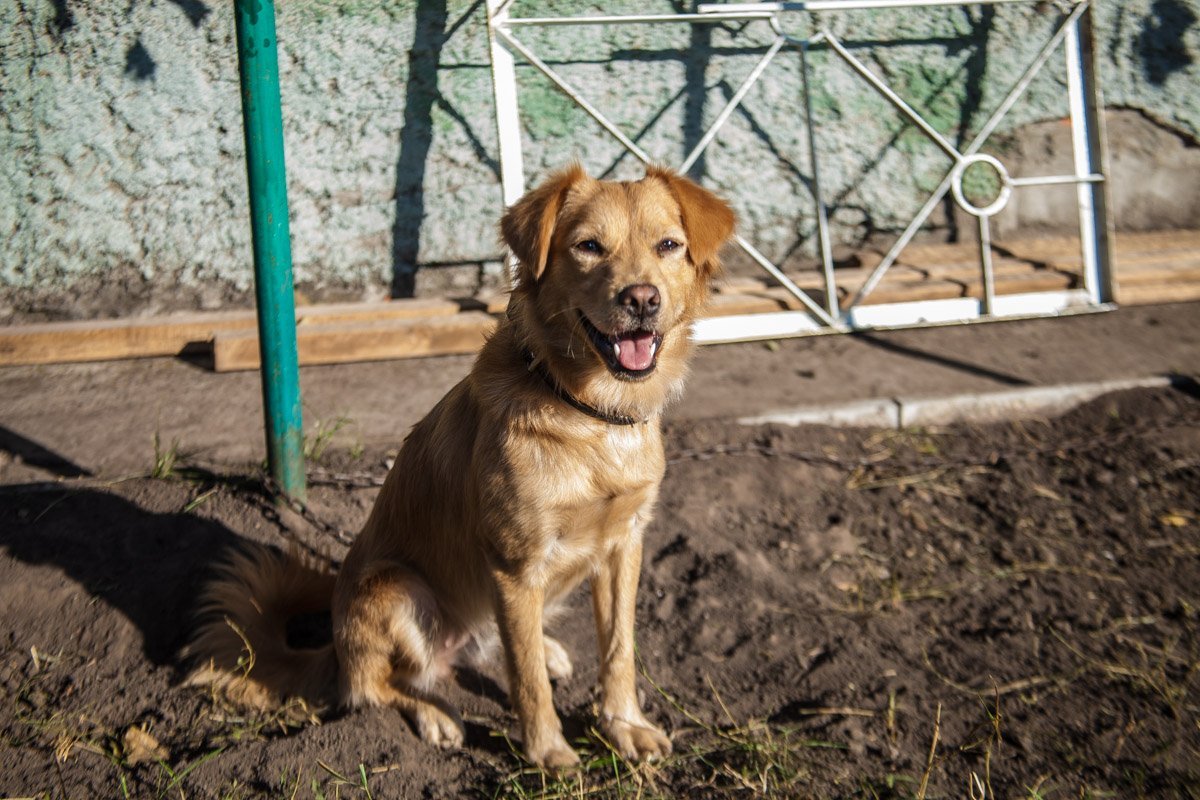 Они тоже хотят в семью: как в приюте Днепра живут брошенные животные 27