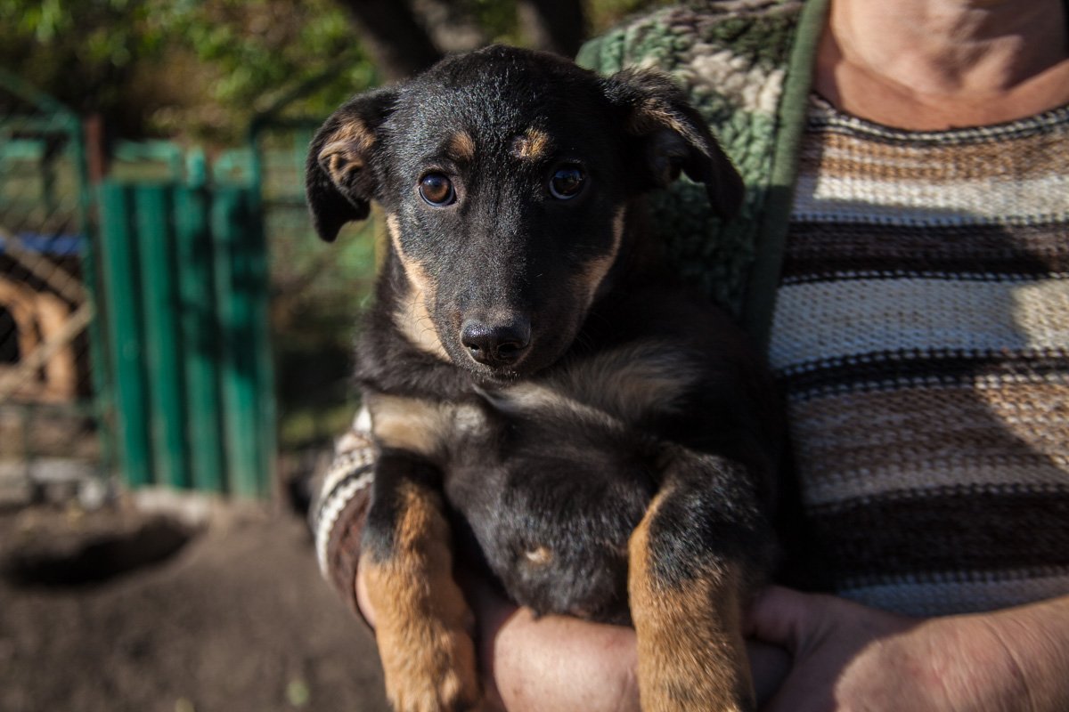 Они тоже хотят в семью: как в приюте Днепра живут брошенные животные 28