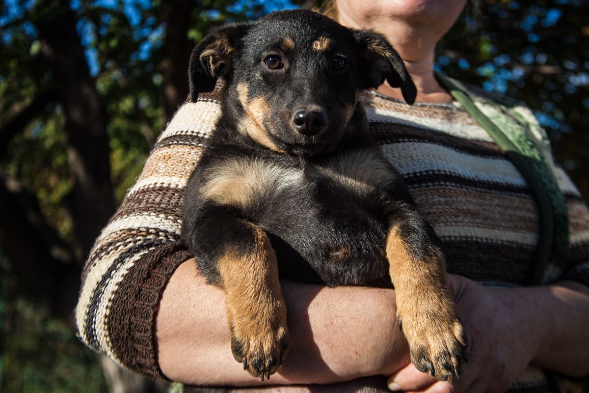 Они тоже хотят в семью: как в приюте Днепра живут брошенные животные 29
