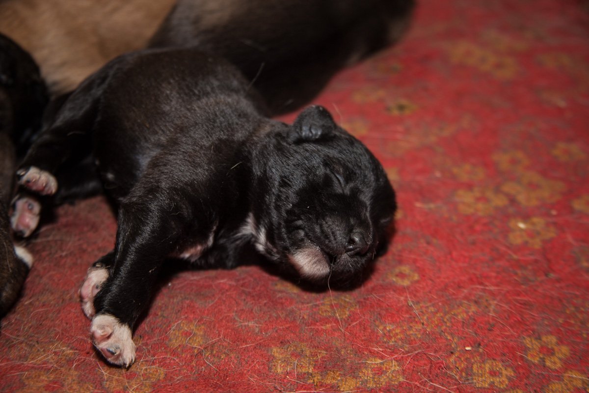 Они тоже хотят в семью: как в приюте Днепра живут брошенные животные 30