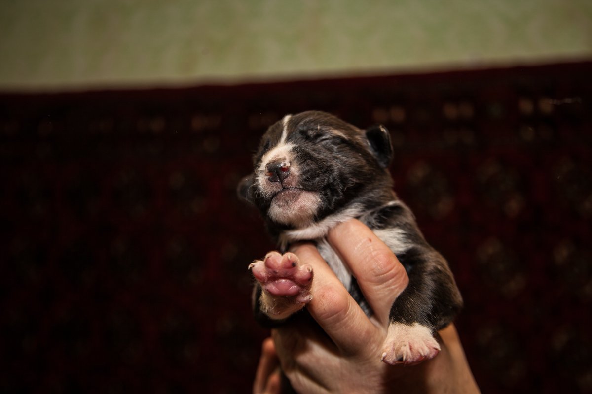 Они тоже хотят в семью: как в приюте Днепра живут брошенные животные 31