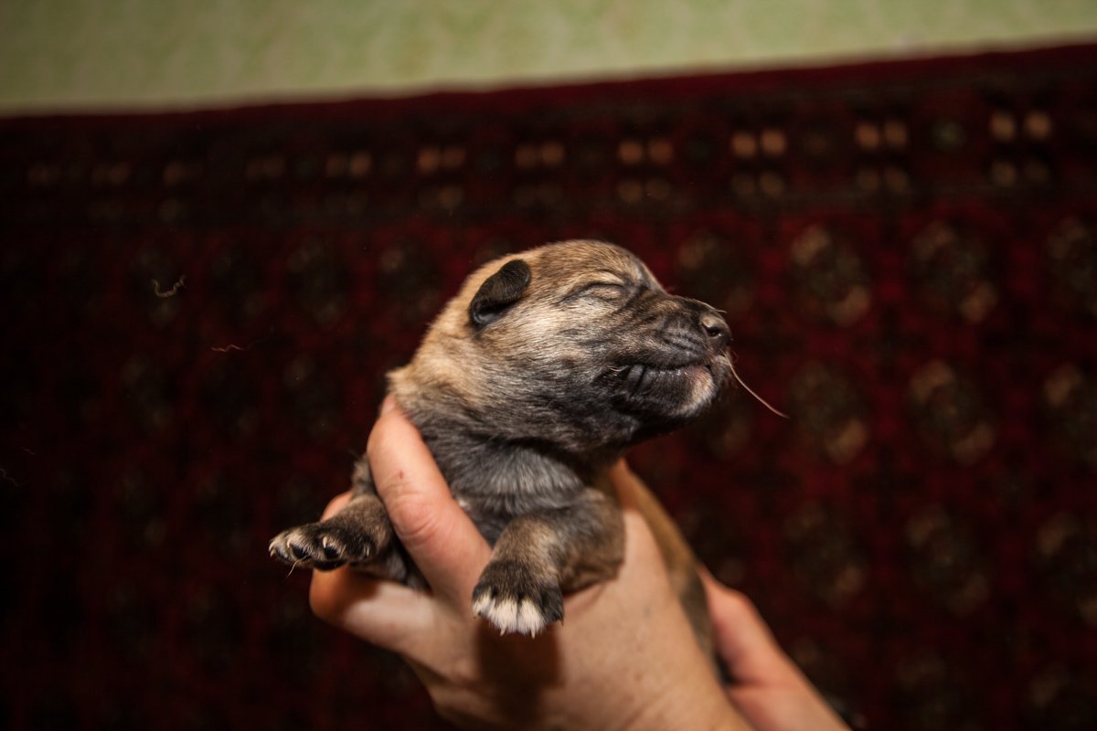 Они тоже хотят в семью: как в приюте Днепра живут брошенные животные 32