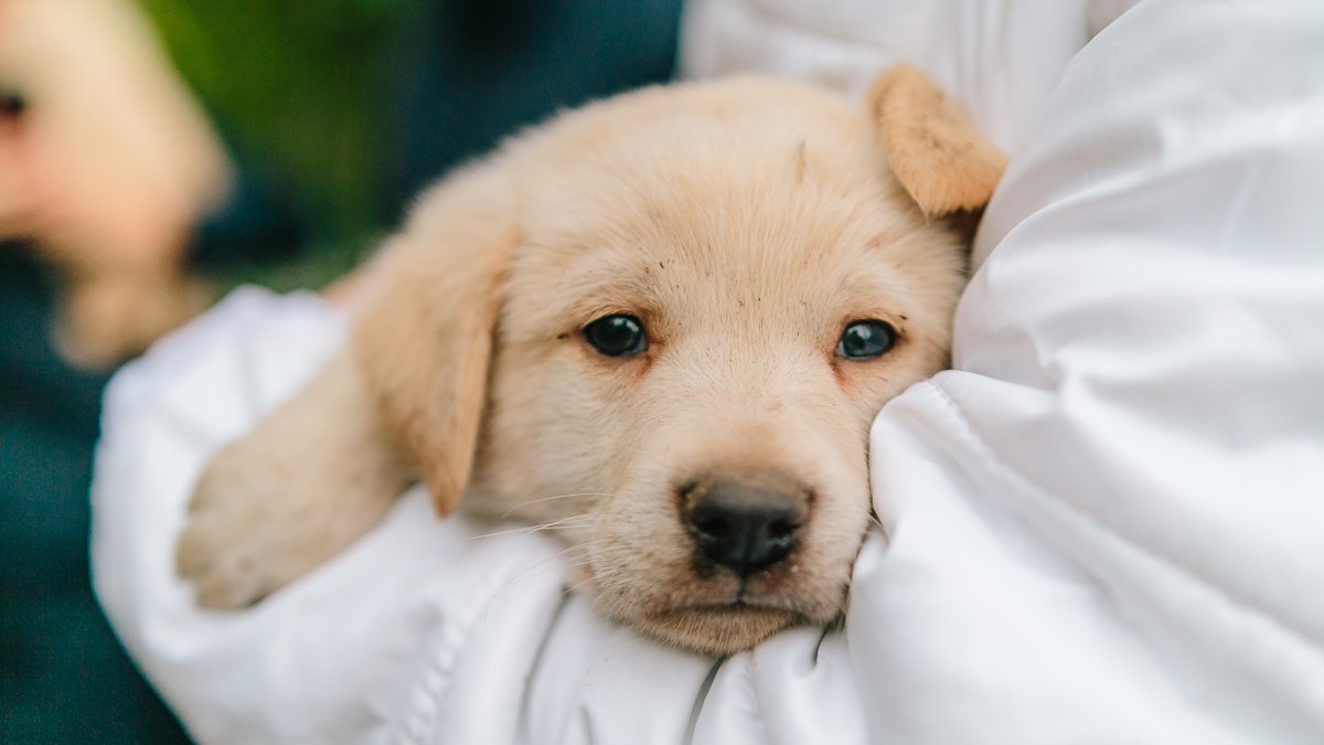 Операция "Спаси жизнь хвостатому": как журналисты и полиция помогают бездомным животным Днепра 5