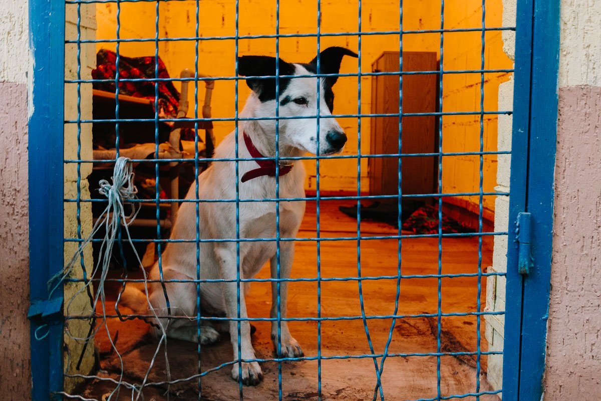 Операция "Спаси жизнь хвостатому": как журналисты и полиция помогают бездомным животным Днепра 6