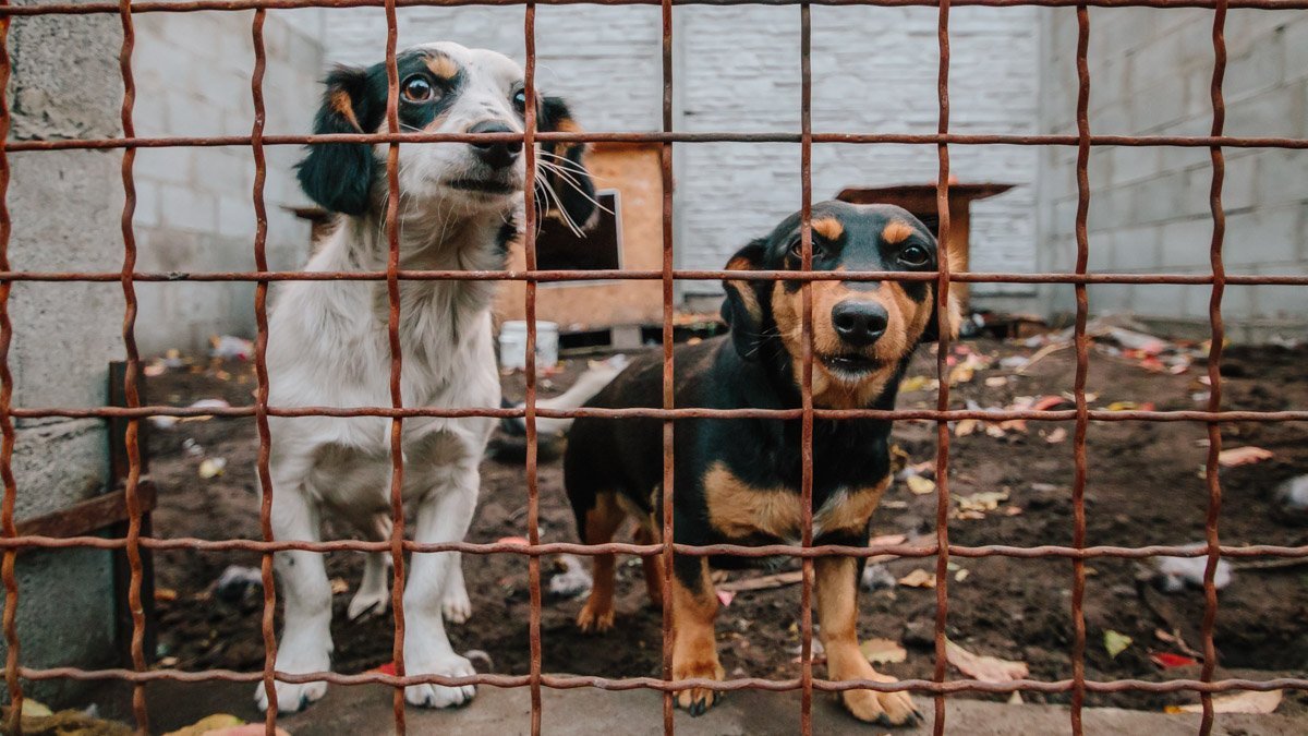 Операция "Спаси жизнь хвостатому": как журналисты и полиция помогают бездомным животным Днепра 9