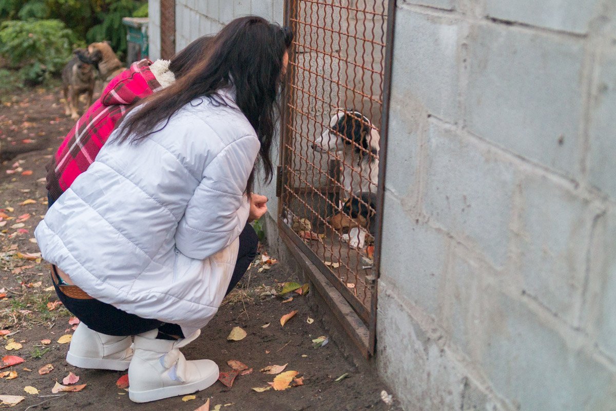 Операция "Спаси жизнь хвостатому": как журналисты и полиция помогают бездомным животным Днепра 10