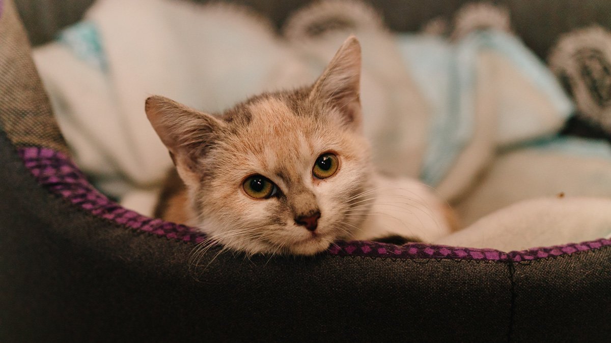 Операция "Спаси жизнь хвостатому": как журналисты и полиция помогают бездомным животным Днепра 11