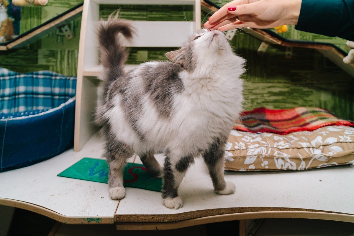 Операция "Спаси жизнь хвостатому": как журналисты и полиция помогают бездомным животным Днепра 12