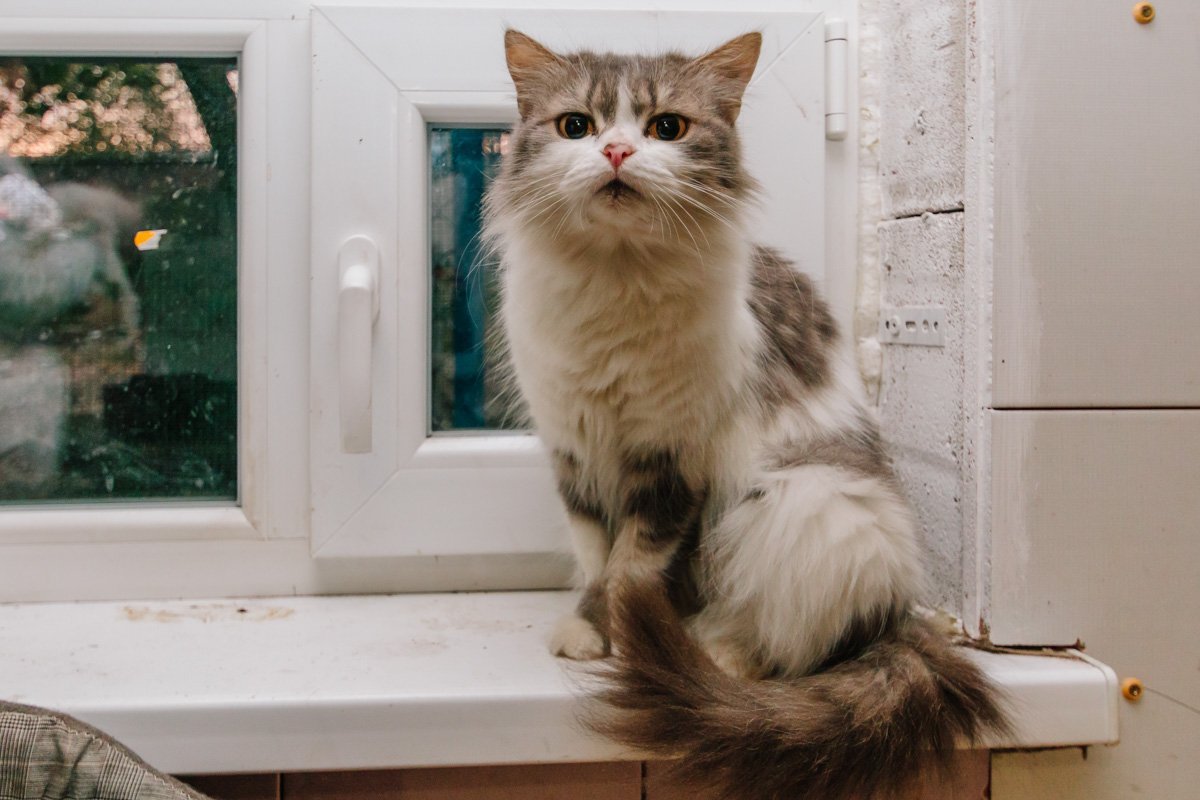 Операция "Спаси жизнь хвостатому": как журналисты и полиция помогают бездомным животным Днепра 14