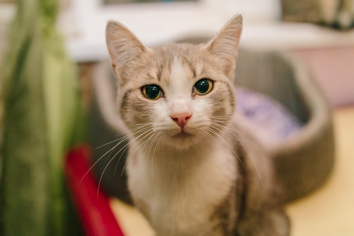 Операция "Спаси жизнь хвостатому": как журналисты и полиция помогают бездомным животным Днепра 15