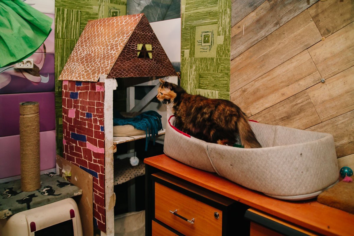 Операция "Спаси жизнь хвостатому": как журналисты и полиция помогают бездомным животным Днепра 17