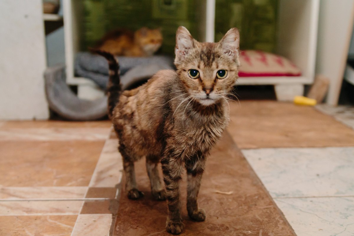 Операция "Спаси жизнь хвостатому": как журналисты и полиция помогают бездомным животным Днепра 18