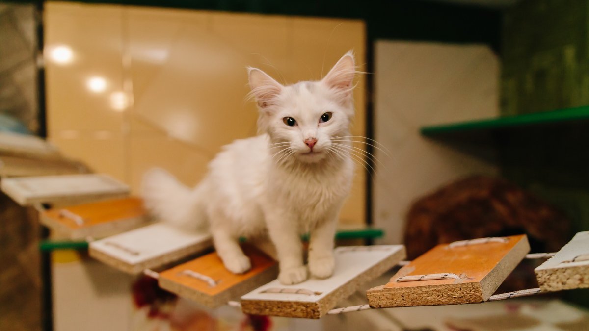 Операция "Спаси жизнь хвостатому": как журналисты и полиция помогают бездомным животным Днепра 19