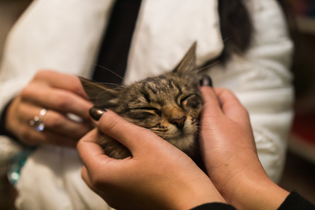 Операция "Спаси жизнь хвостатому": как журналисты и полиция помогают бездомным животным Днепра 20