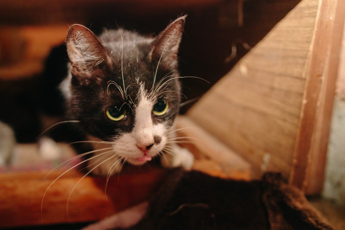 Операция "Спаси жизнь хвостатому": как журналисты и полиция помогают бездомным животным Днепра 21