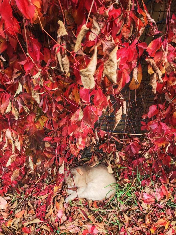 Пришел, тварюка, и спит теперь: мэр Днепра Борис Филатов показал своего кота 1