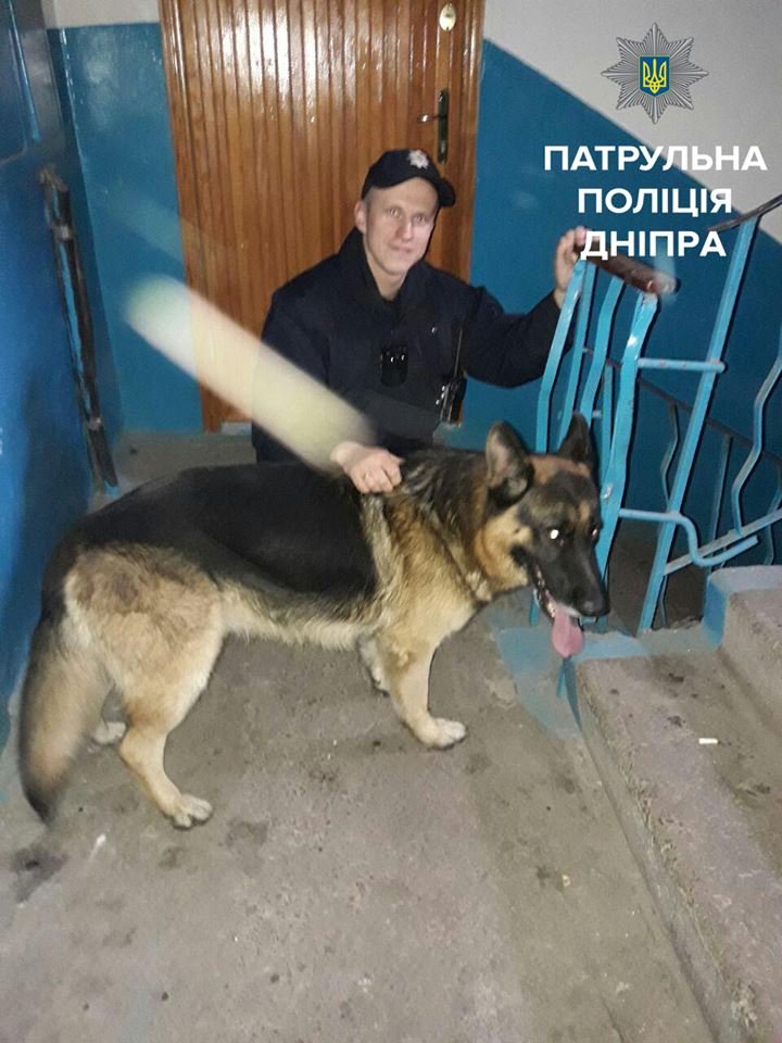 В Днепре патрульные нашли потерявшуюся собаку 1