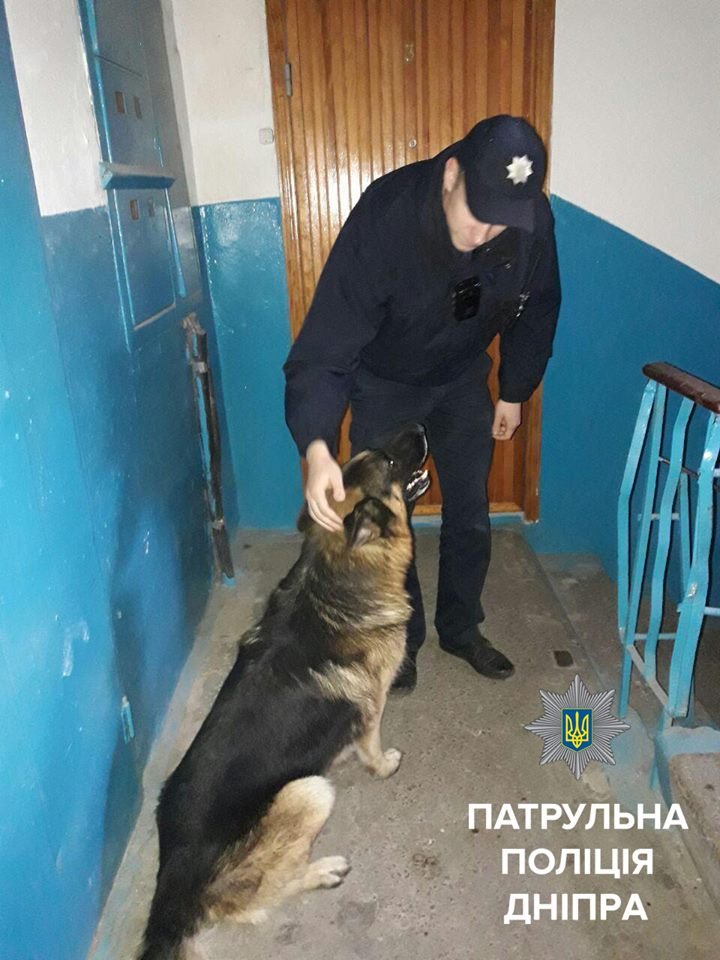 В Днепре патрульные нашли потерявшуюся собаку 3