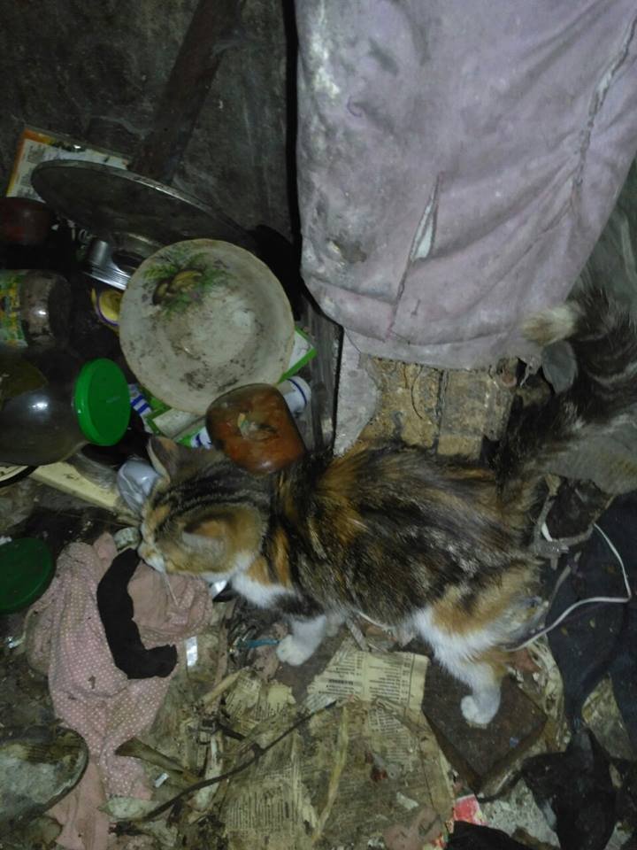 В заточении среди мусора: в Днепре волонтеры спасли истощенных животных 1
