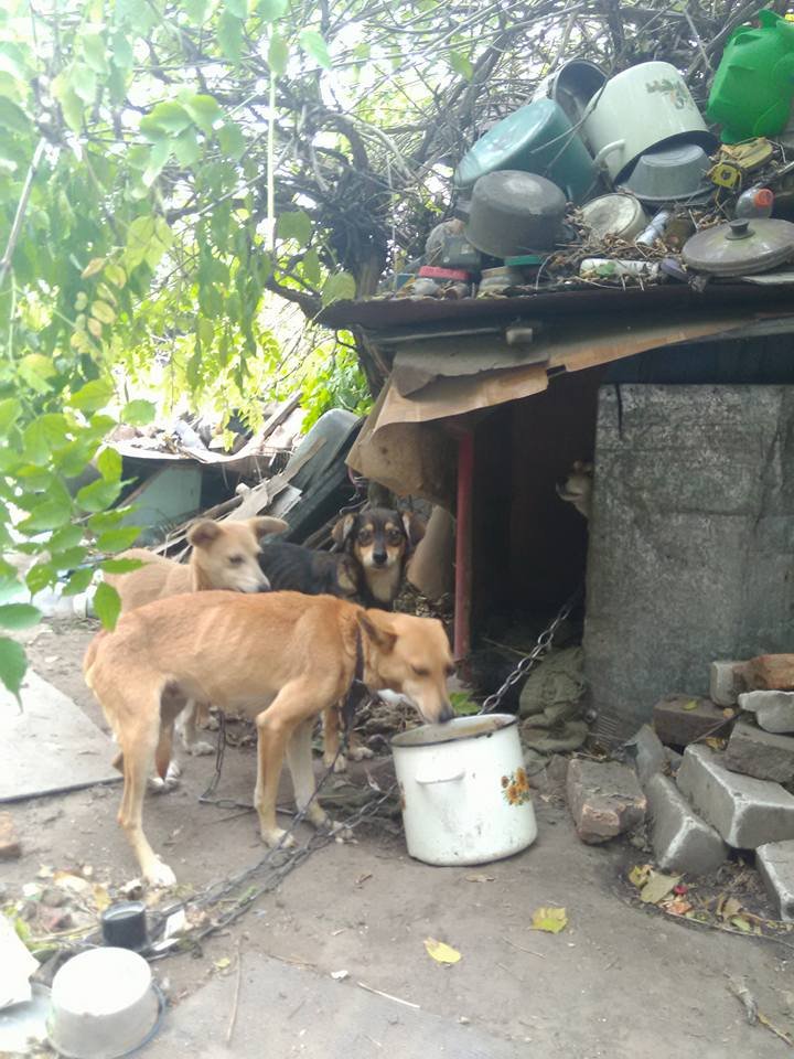 В заточении среди мусора: в Днепре волонтеры спасли истощенных животных 2